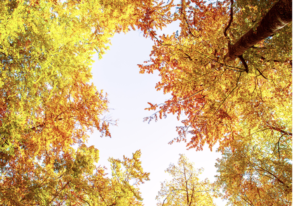 Trees in Ohio in need of fall tree care.